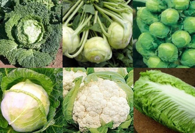 Gul keleminin faydalari